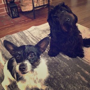 Meet your Posher, Jessie